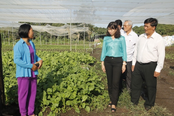 Hội nông dân tỉnh thăm mô hình sản xuất rau hữu cơ của hội viên và làm việc với hội nông dân huyện Phú Riềng.