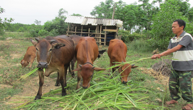 Triển khai Phương án nuôi bò cho các hộ đồng bào dân tộc thiểu số nghèo, đặc biệt khó khăn trên địa bàn huyện Phú Riềng.