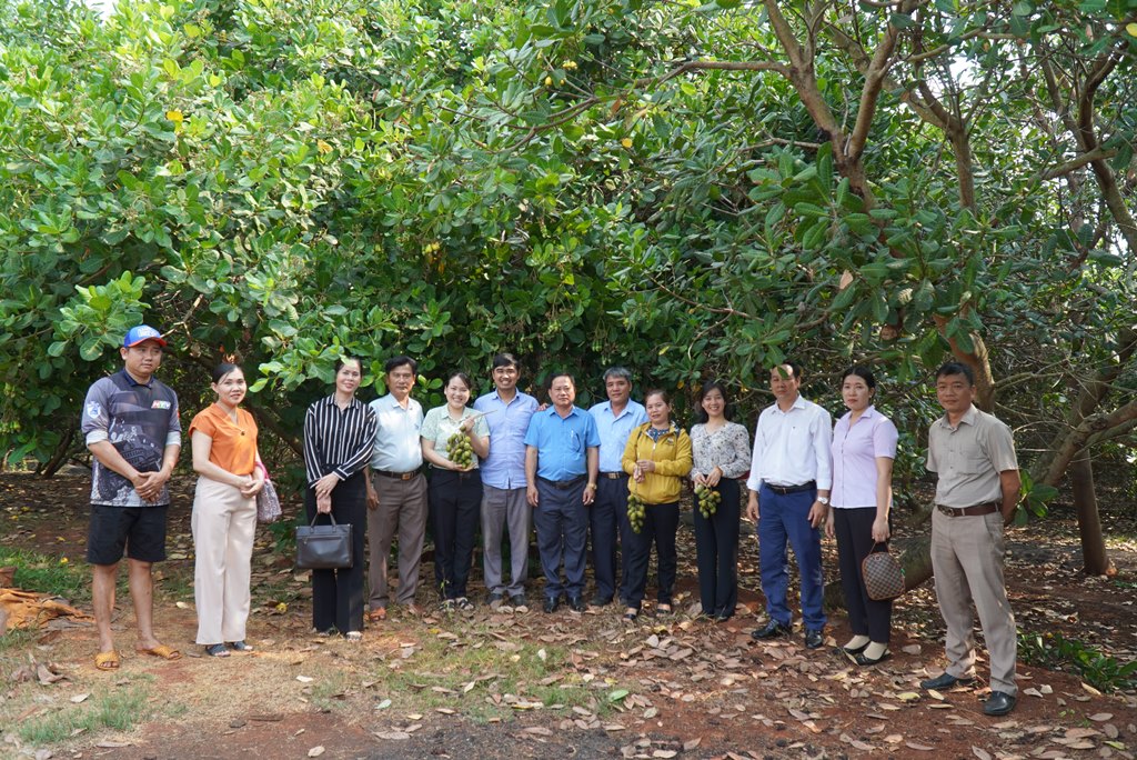 Hội Nông dân huyện thăm HTX cây ăn trái xã Bình Tân