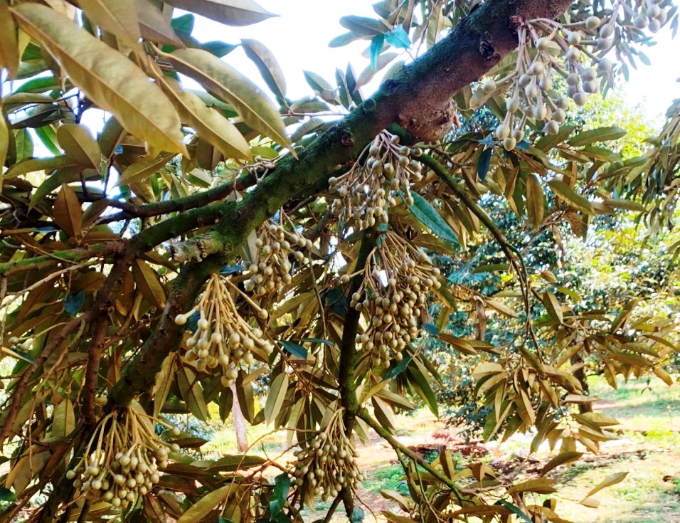 Sầu riêng ngập hoa đầu năm, nông dân Phú Riềng mong vụ bội thu