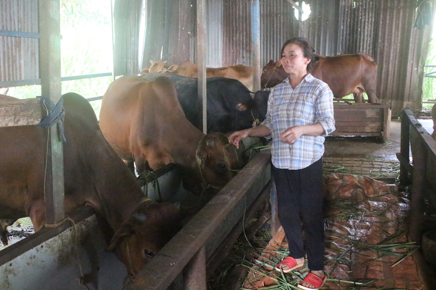 Xã Bù Nho: Kinh tế ổn định nhờ chăn nuôi bò.