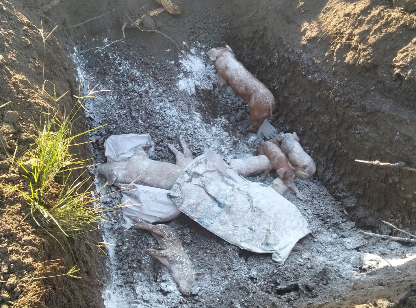 Huyện Phú Riềng tiêu hủy hàng trăm con lợn bệnh