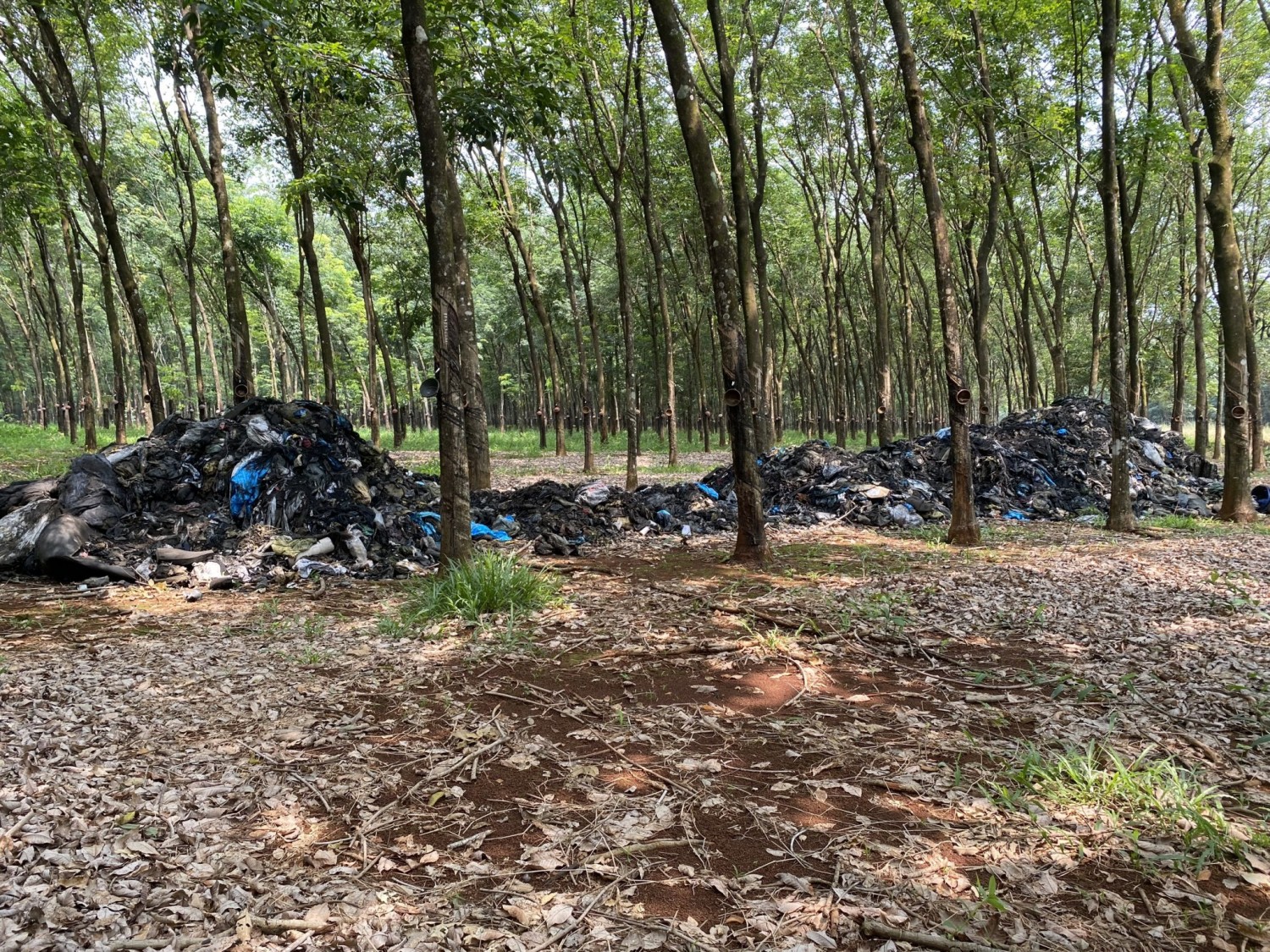 Phát hiện hàng chục tấn rác thải bị đổ trộm ra lô cao su.