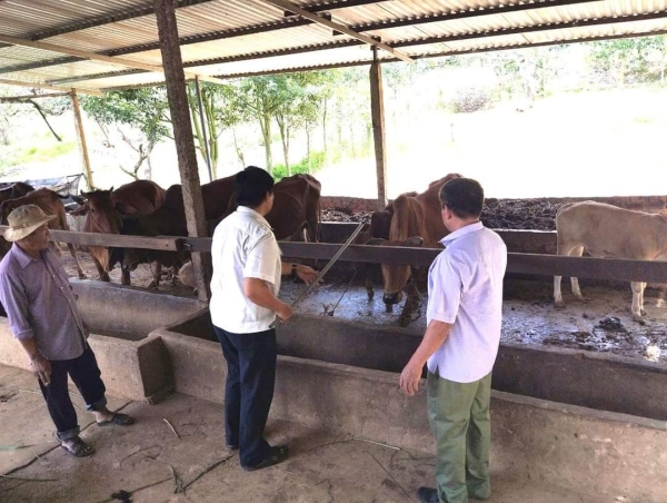 Tiêm 100 liều vắc xin phòng bệnh Tụ huyết trùng cho đàn trâu, bò trên địa bàn xã Phú Trung