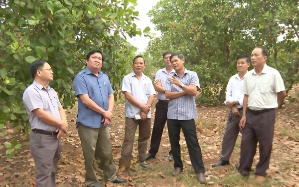 Phó Chủ tịch HĐND tỉnh Huỳnh Hữu Thiết khảo sát thực tế vườn điều và dây chuyền chế biến nhân điều tại huyện Phú Riềng