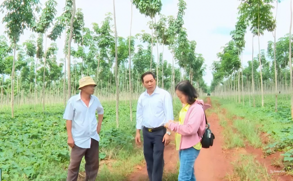 Giá trị từ mô hình khoai lang Nhật tại cao su non chưa thiết tán.