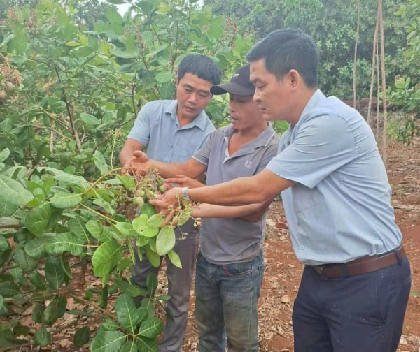 Nông dân xã Bình Tân được hướng dẫn biện pháp chăm sóc cây điều thời kỳ ra hoa đậu trái.