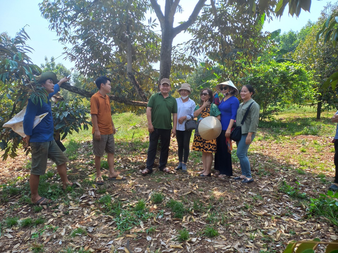 Hội Nữ Doanh nhân tỉnh Bình Phước cùng Công ty Cổ phần Tập đoàn Xuất- Nhập khẩu trái cây Chánh Thu và các doanh nghiệp khảo sát vùng nguyên liệu tại huyện Phú Riềng.