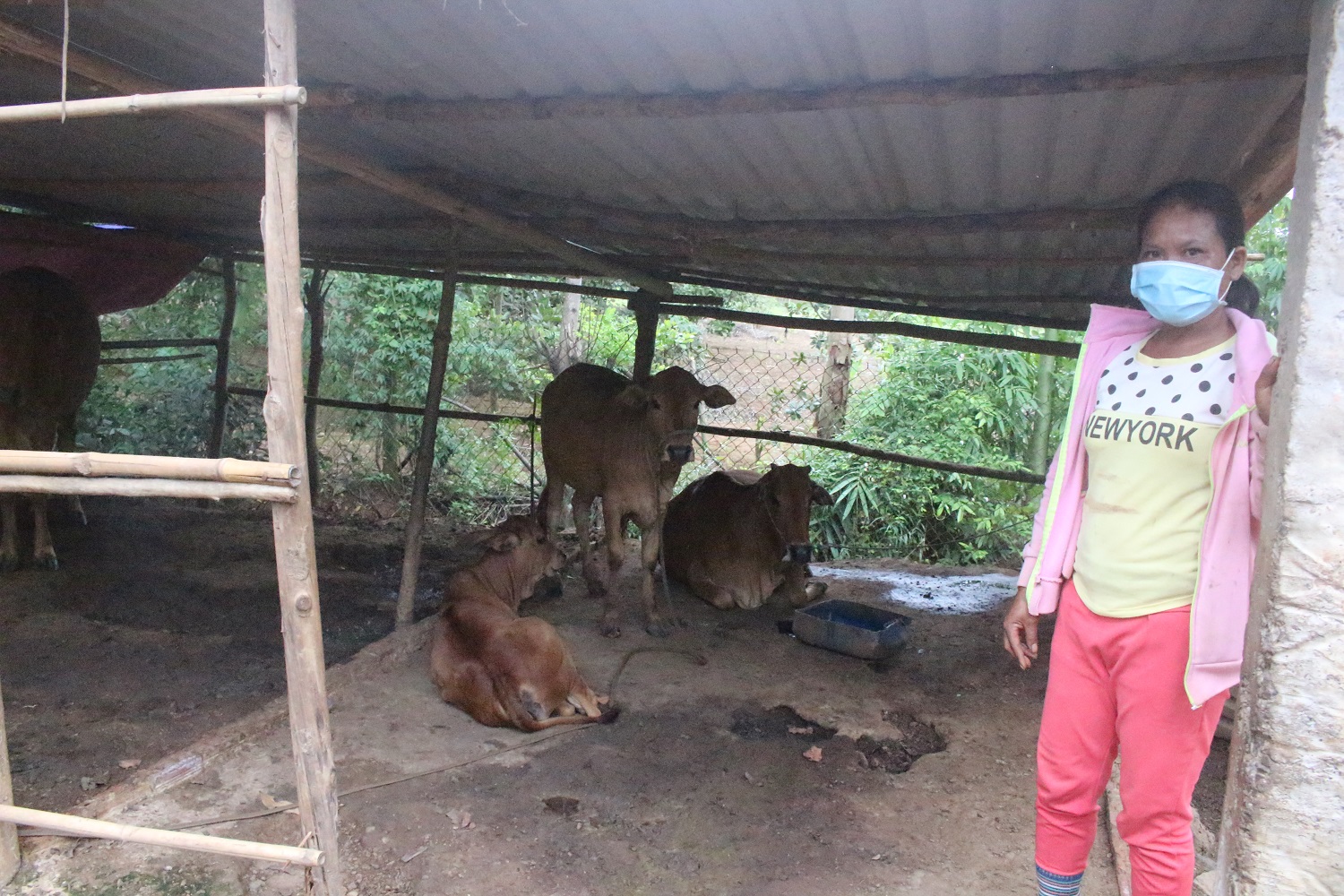 Đồng bào DTTS xã Long Tân: Thoát nghèo nhờ chăn nuôi bò.
